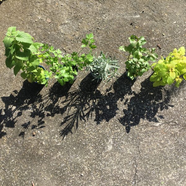 香草與他們的影子