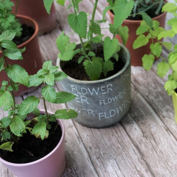 瑞士薄荷與貓薄荷