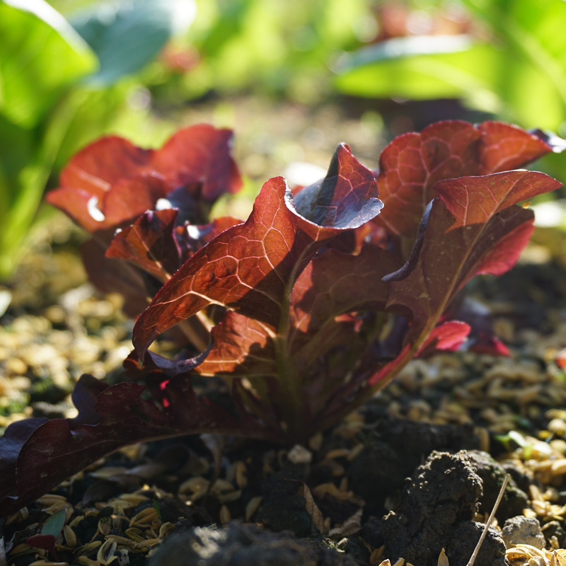 在家種菜 紅橡木萵苣 在家種菜 紅橡木萵苣