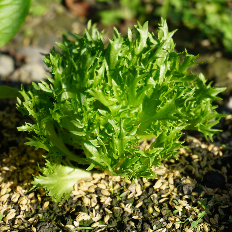 在家種菜 綠火焰萵苣 在家種菜 綠火焰萵苣