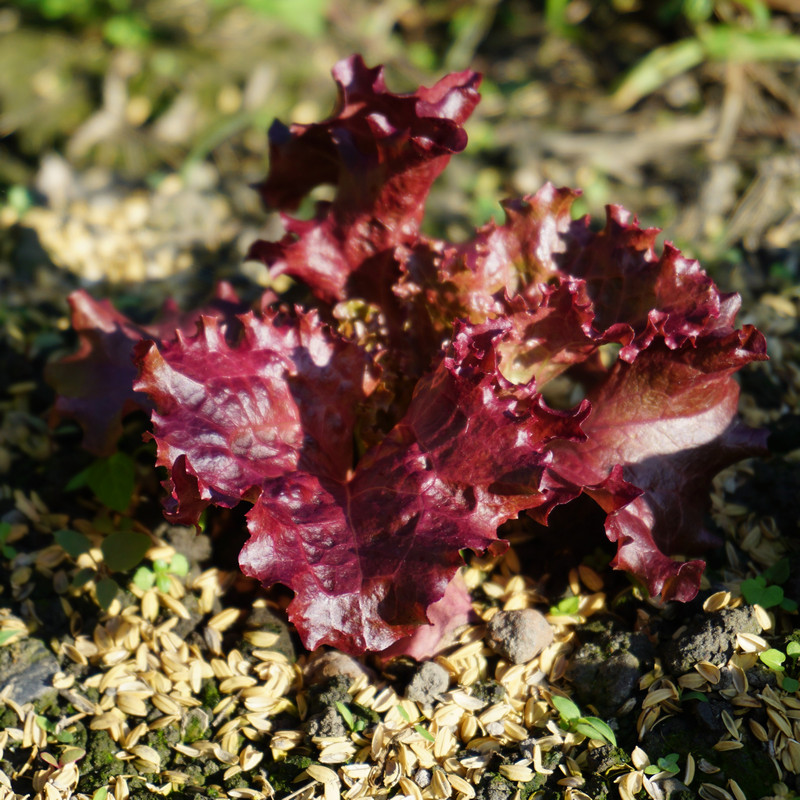 在家種菜 紅珊瑚萵苣 在家種菜 紅珊瑚萵苣