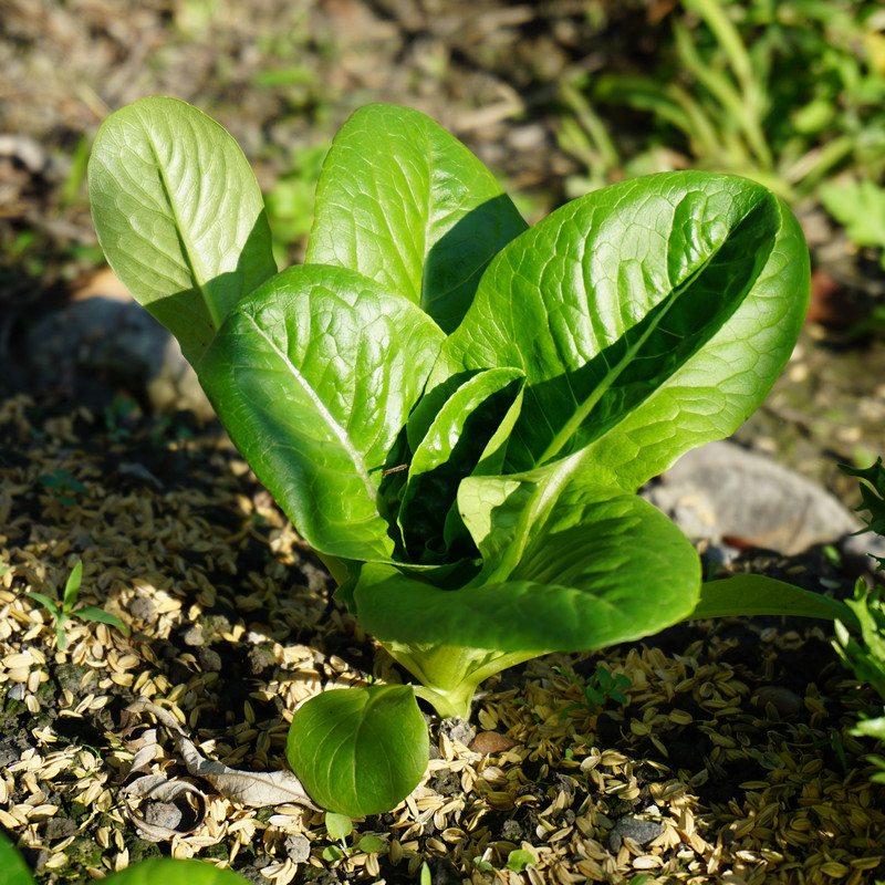 在家種菜 甜心蘿蔓 在家種菜 甜心蘿蔓