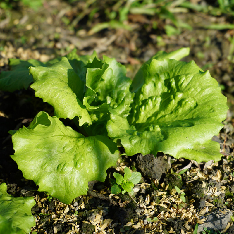 在家種菜 包心萵苣 在家種菜 包心萵苣