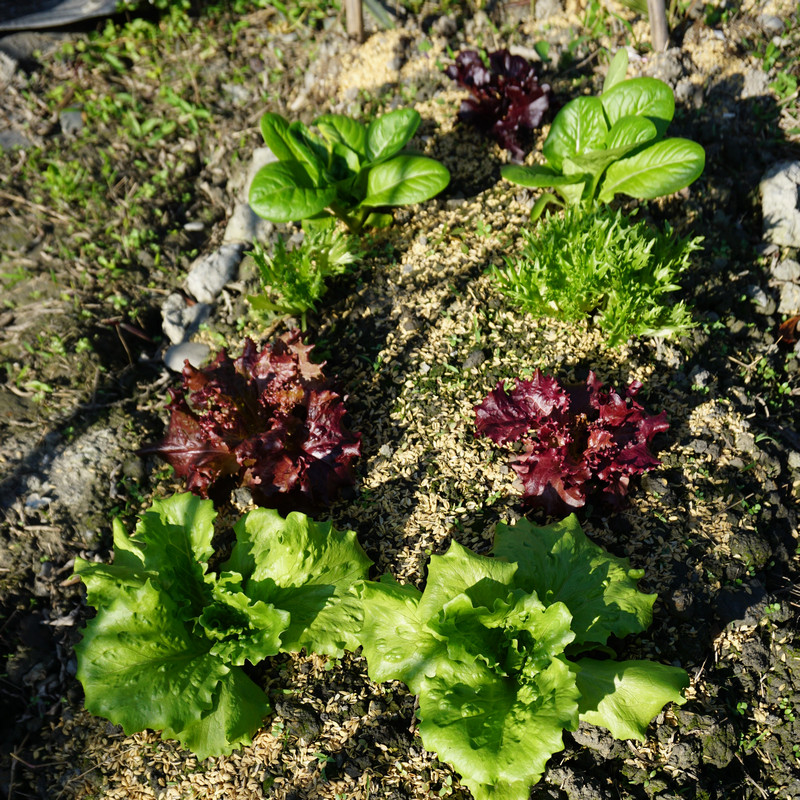 在家種菜 萵苣長大了