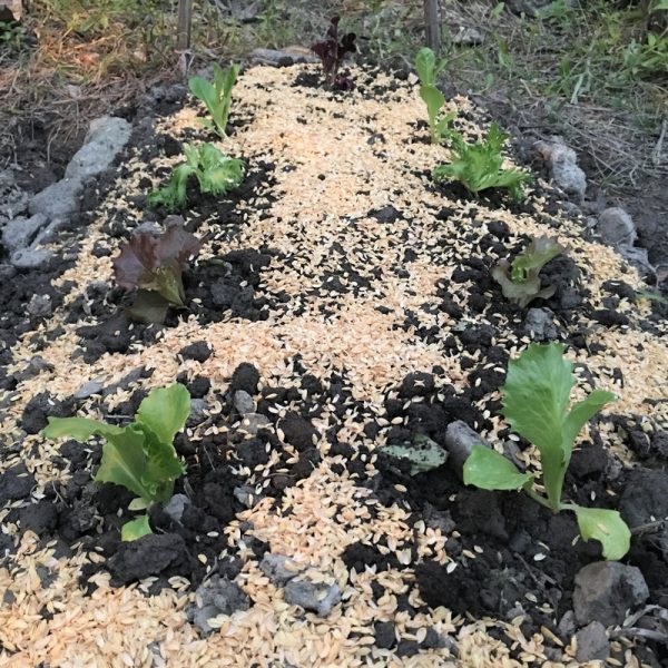 在家種菜 萵苣菜苗們 在家種菜 萵苣菜苗們