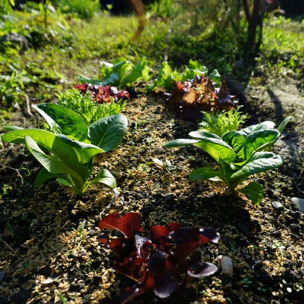 在家種菜 萵苣長大了 在家種菜 萵苣長大了