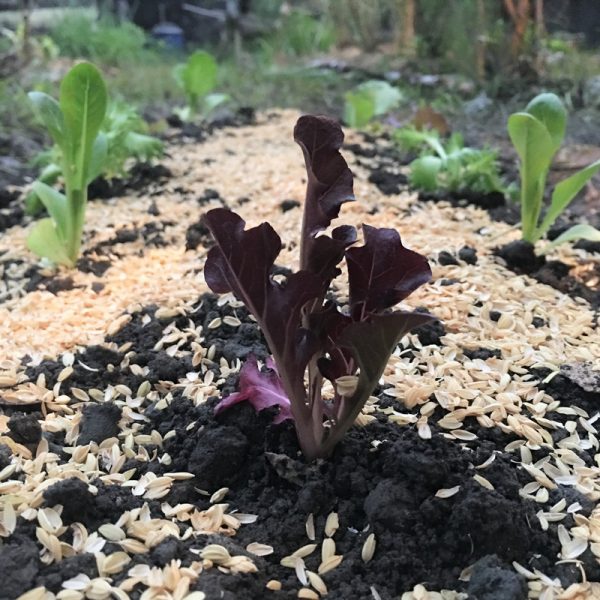 在家種菜 萵苣菜苗們 在家種菜 萵苣菜苗們