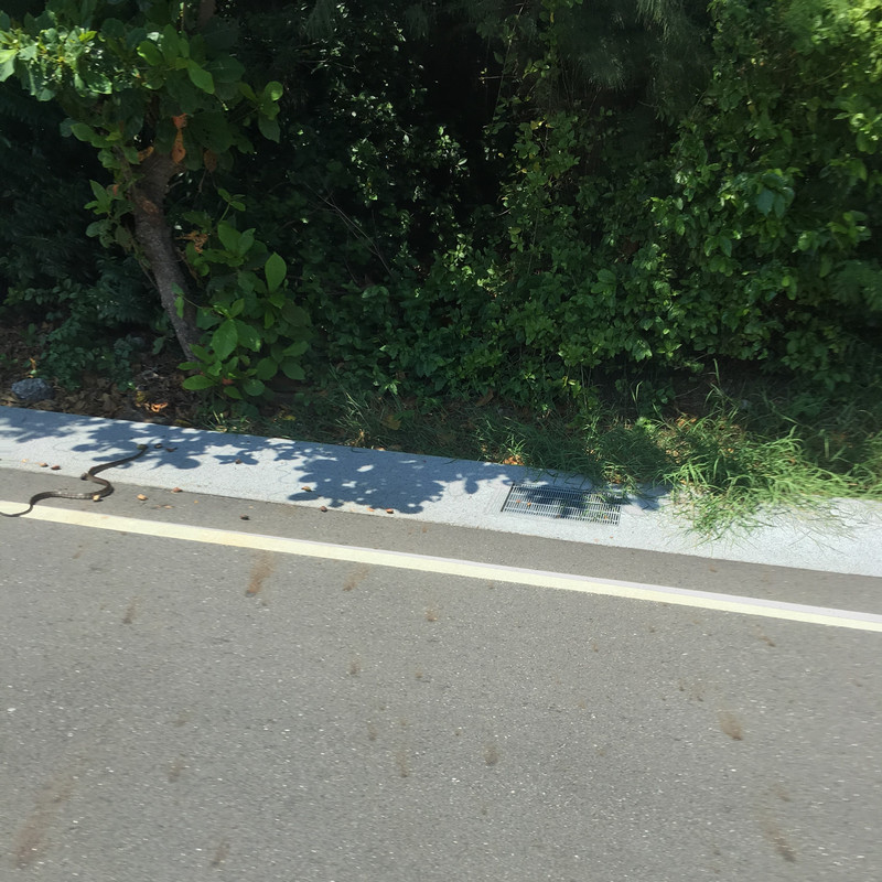 小琉球交通_搭公車看到蛇過馬路 小琉球交通_搭公車看到蛇過馬路