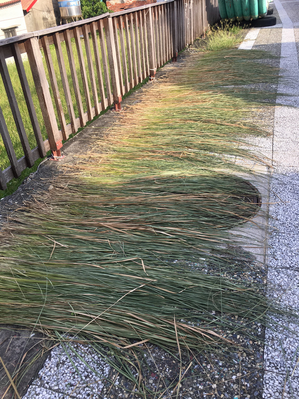 小琉球居民在路旁曬的草