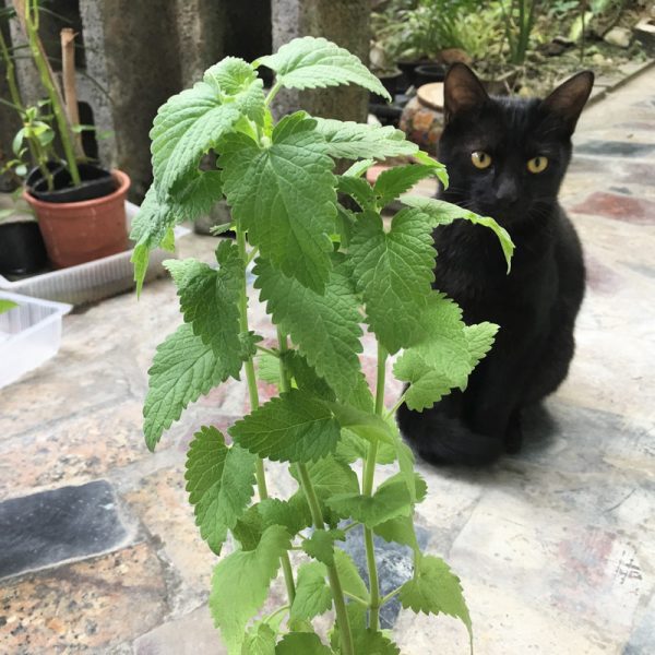 貓薄荷與貓