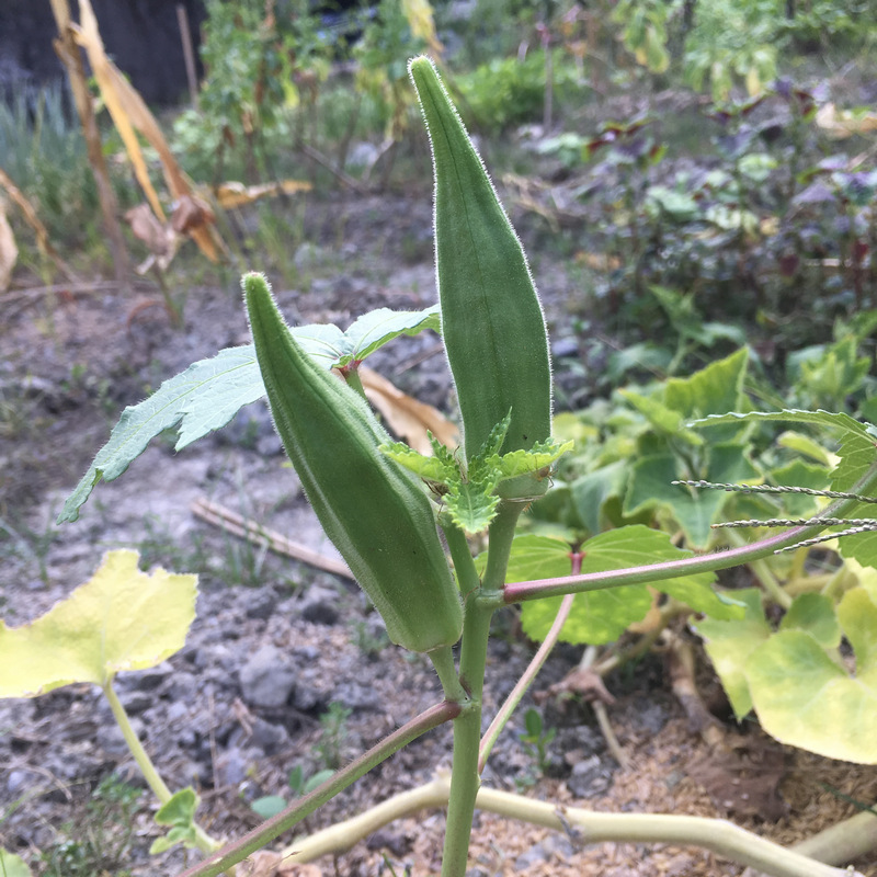 秋葵植株原來長這樣! 秋葵植株原來長這樣!