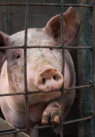 豬是人類的朋友 不應該關在籠子裡 豬是人類的朋友 不應該關在籠子裡