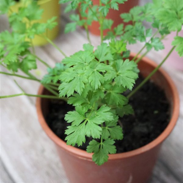 義大利香芹 平葉巴西里