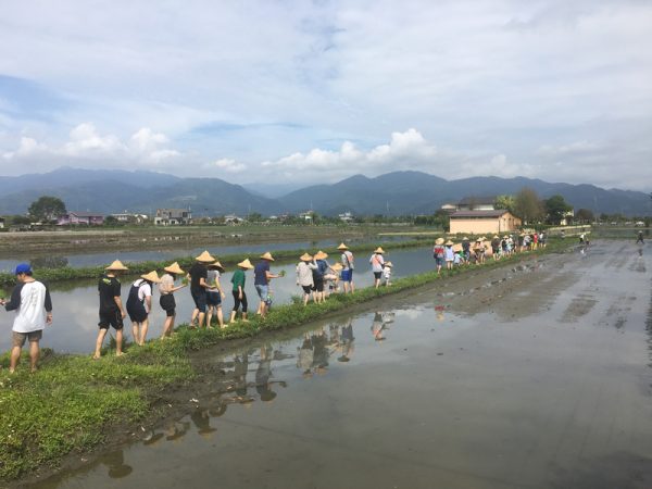 宜蘭三星行健有機村 插秧農事體驗 宜蘭三星行健有機村 插秧農事體驗