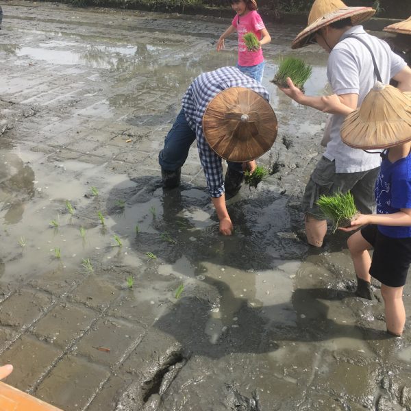宜蘭三星行健有機村 農夫示範插秧 宜蘭三星行健有機村 農夫示範插秧