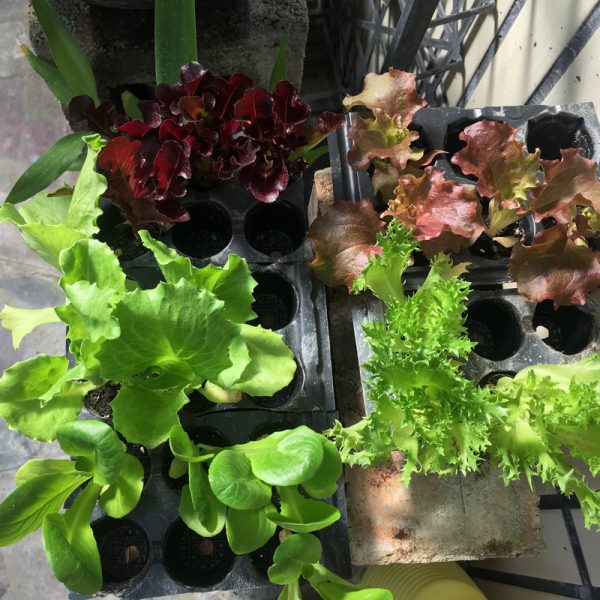 在家種菜 萵苣菜苗們 在家種菜 萵苣菜苗們