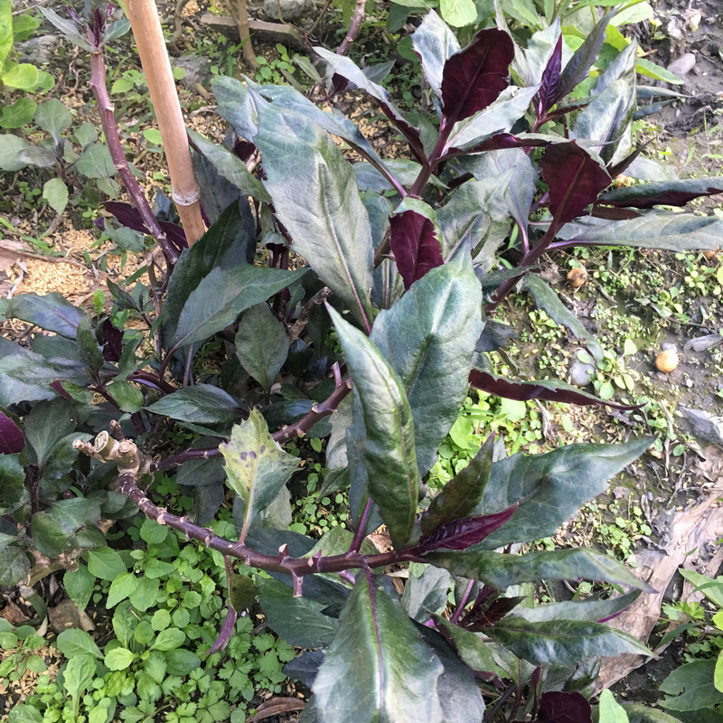 菜園喜事_紅鳳菜