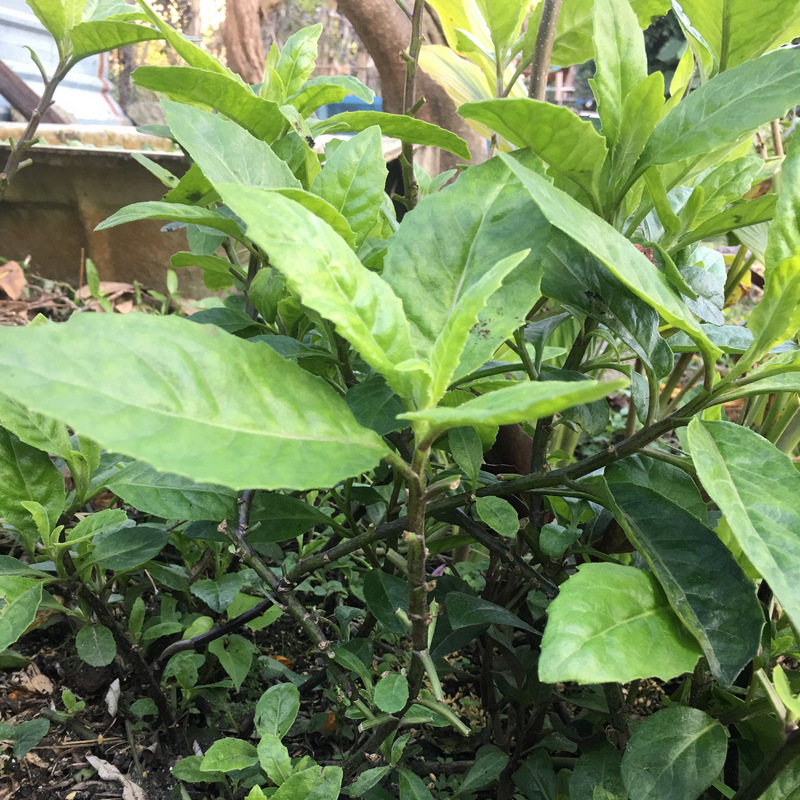 菜園喜事_白鳳菜