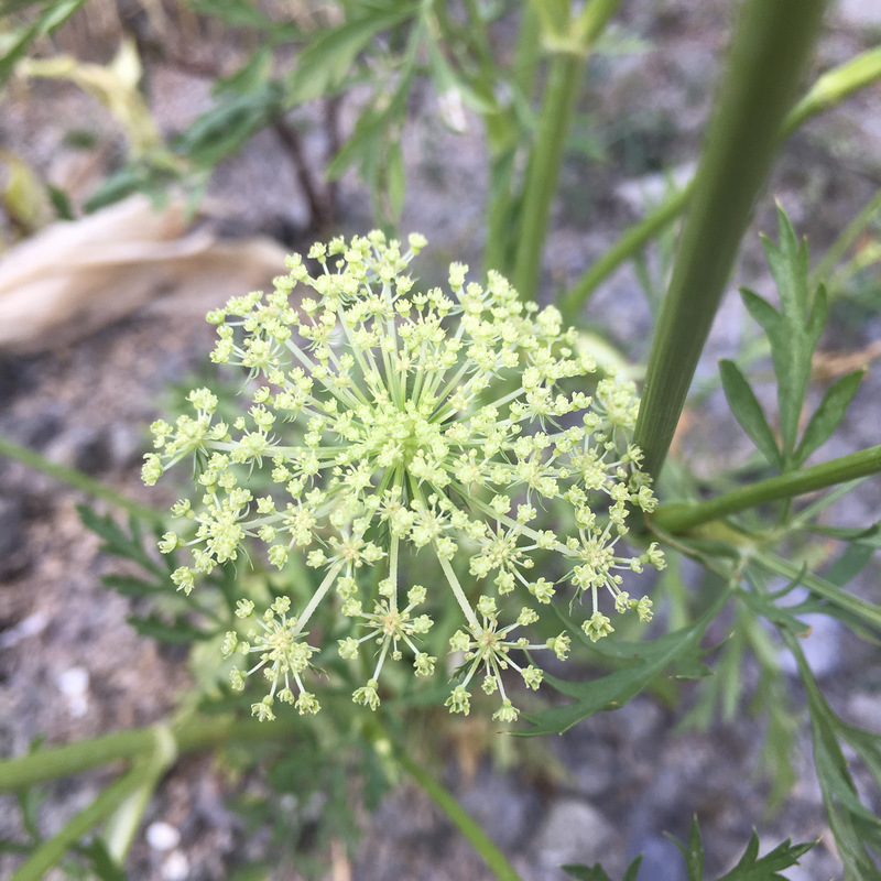 菜園喜事_紅蘿蔔花