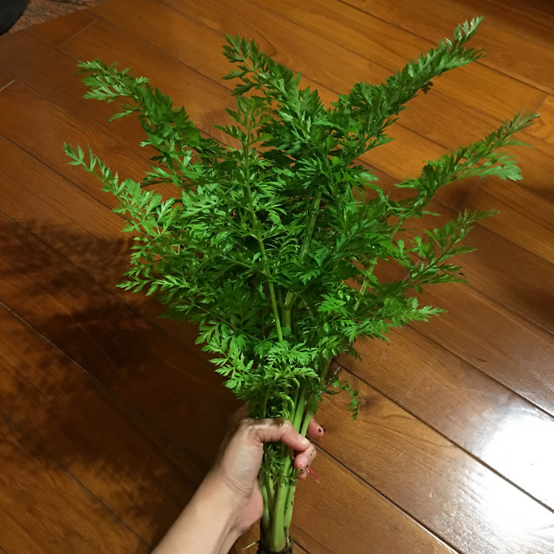 菜園喜事_紅蘿蔔葉