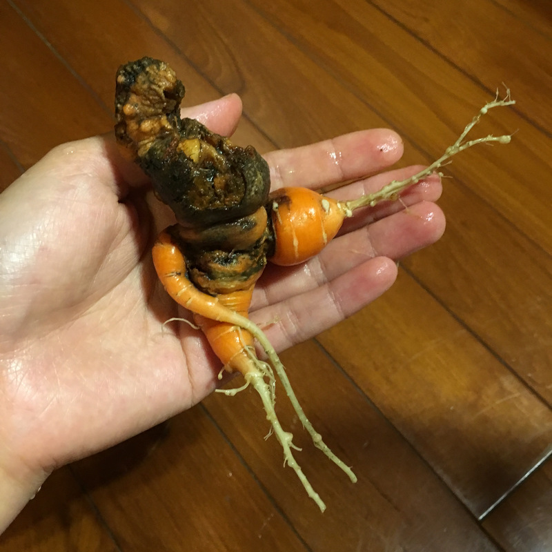 菜園喜事_紅蘿蔔
