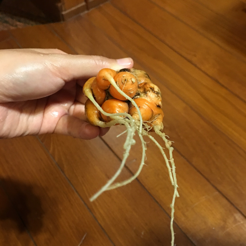 菜園喜事_紅蘿蔔
