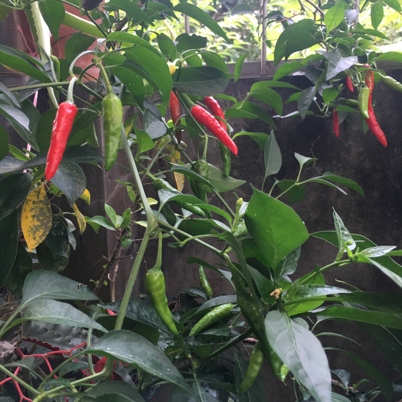 小鳥與風帶來的辣椒