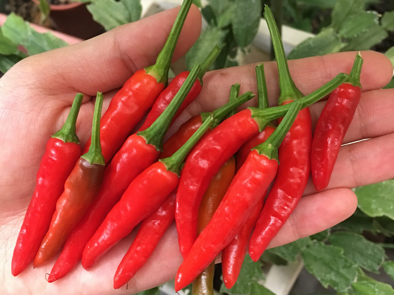 小鳥與風帶來的辣椒