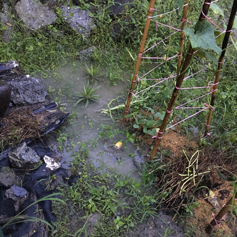 雨下太多 菜園一隅淹水了