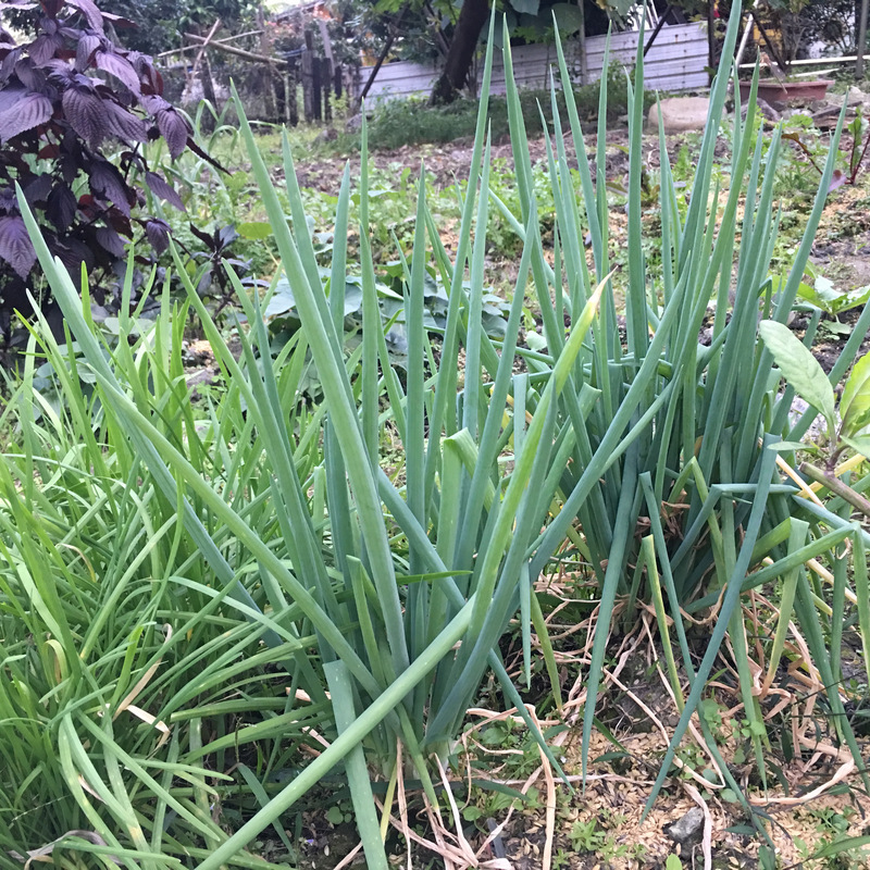 菜園喜事_蔥