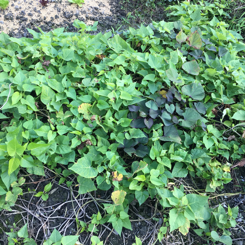 菜園喜事_地瓜葉