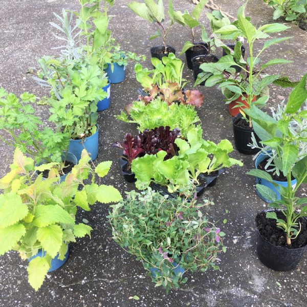 香草與菜苗 香草與菜苗