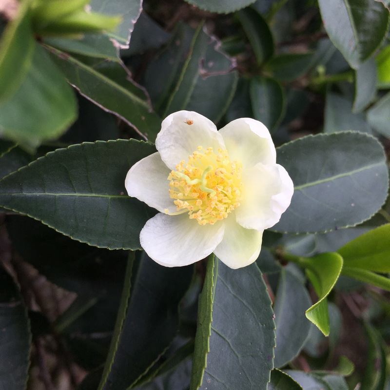 正福茶園_白鷺茶花 正福茶園_白鷺茶花