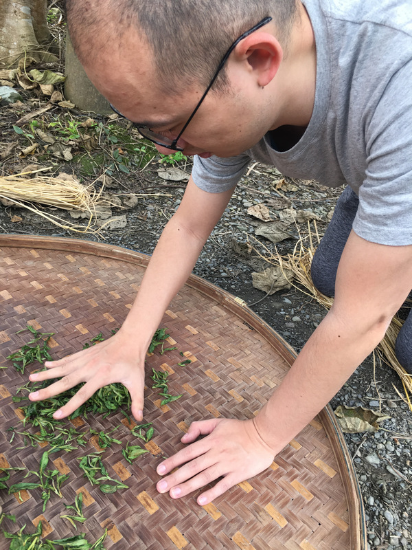 正福茶園_體驗揉茶