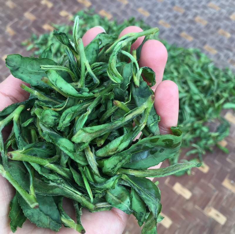 正福茶園_體驗揉茶