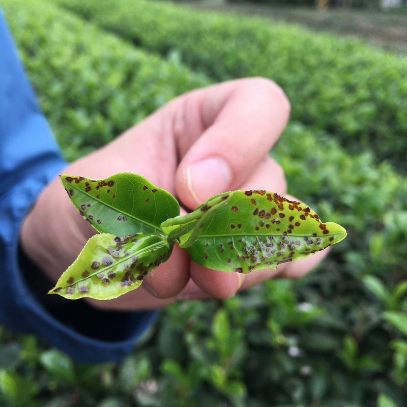 正福茶園_椿象咬茶 正福茶園_椿象咬茶