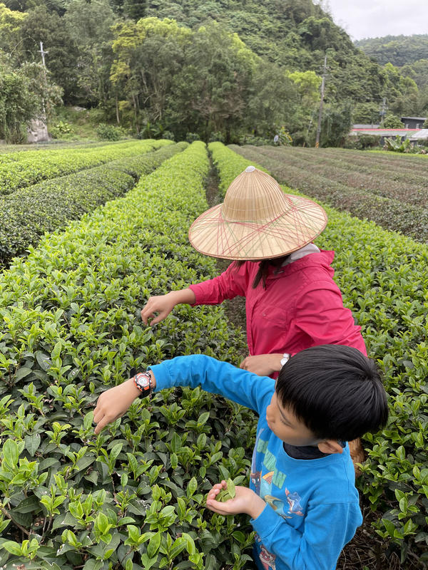 正福茶園_體驗採茶