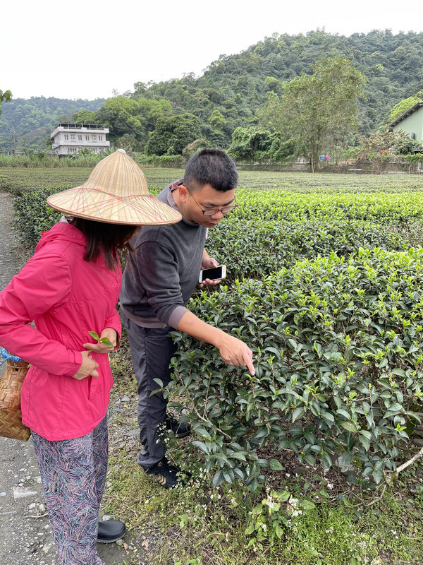 正福茶園_體驗製茶