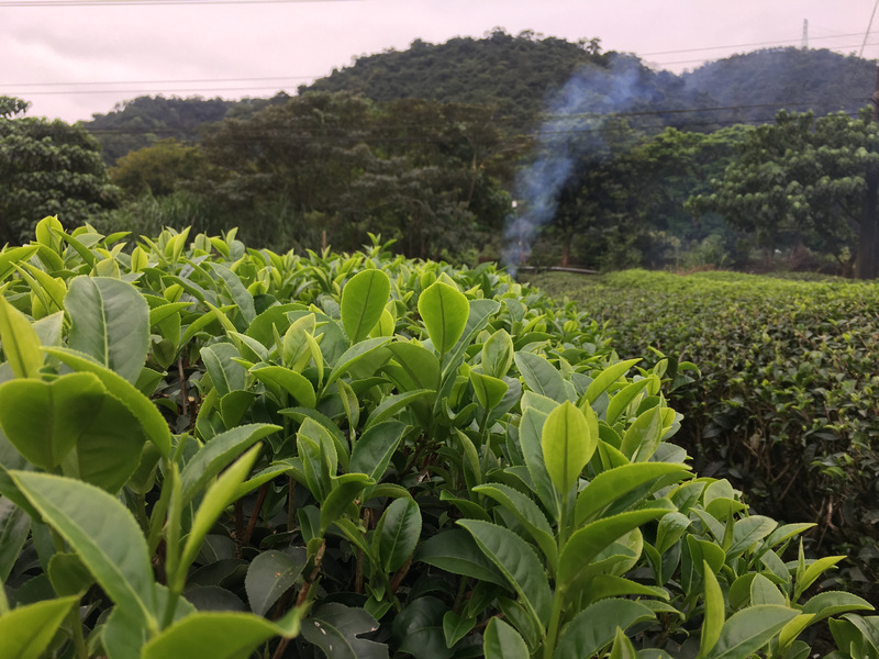 正福茶園_自然農法耕種