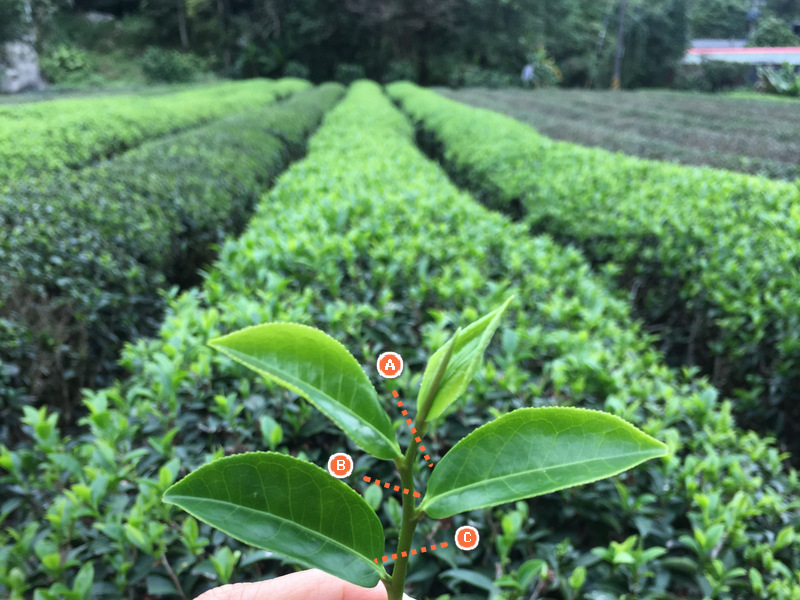 正福茶園_自然農法耕種 正福茶園_自然農法耕種