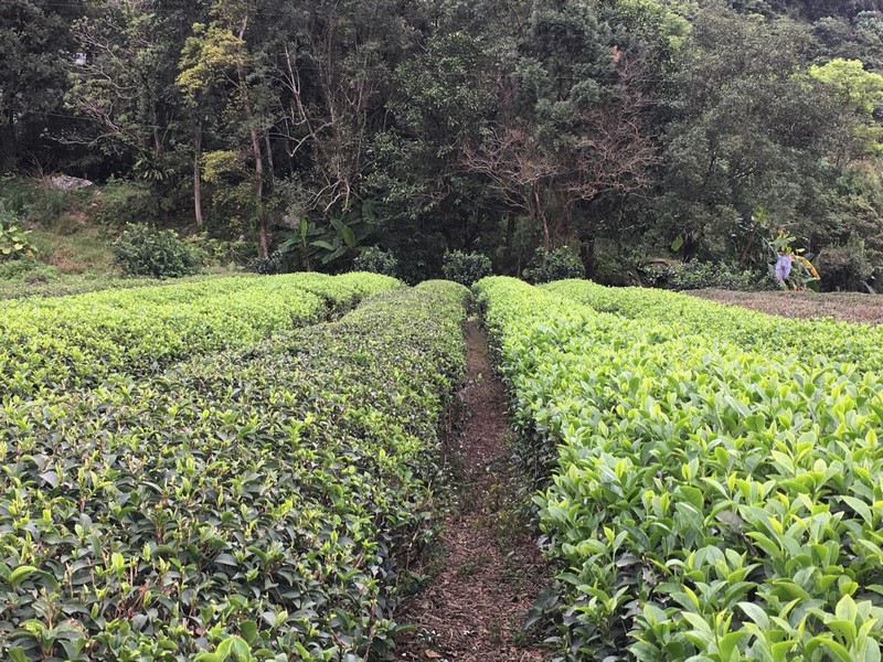 正福茶園_自然農法耕種 正福茶園_自然農法耕種