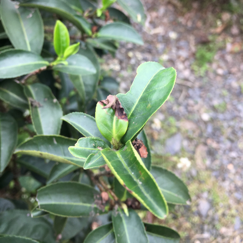 正福茶園_小綠葉蟬 正福茶園_小綠葉蟬