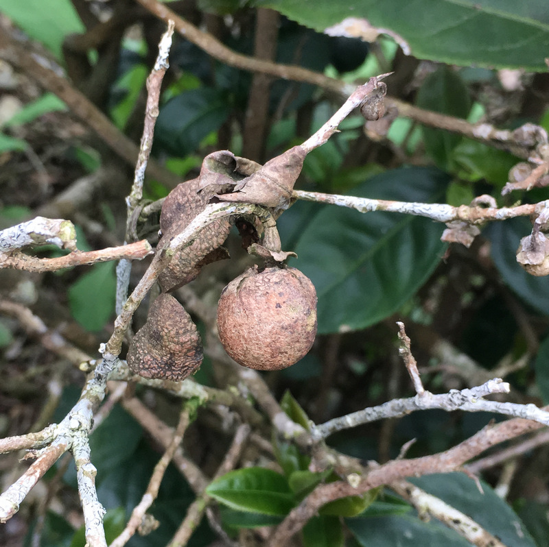 正福茶園_金萱茶籽 正福茶園_金萱茶籽