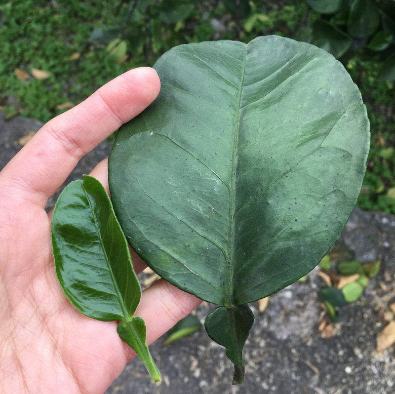 正福茶園_柚子葉 正福茶園_柚子葉