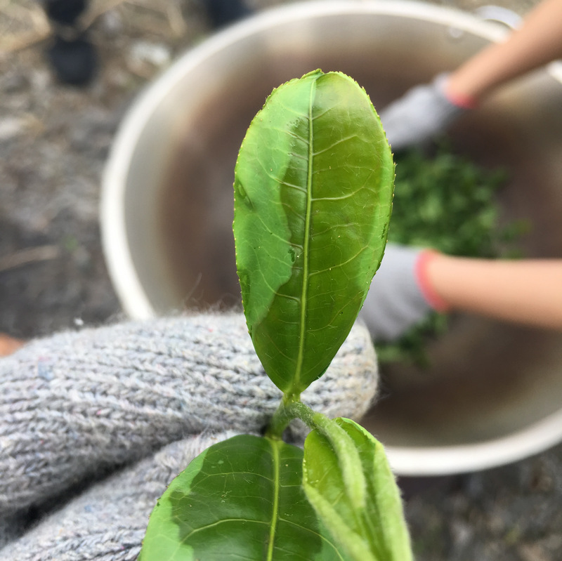 正福茶園_體驗炒茶