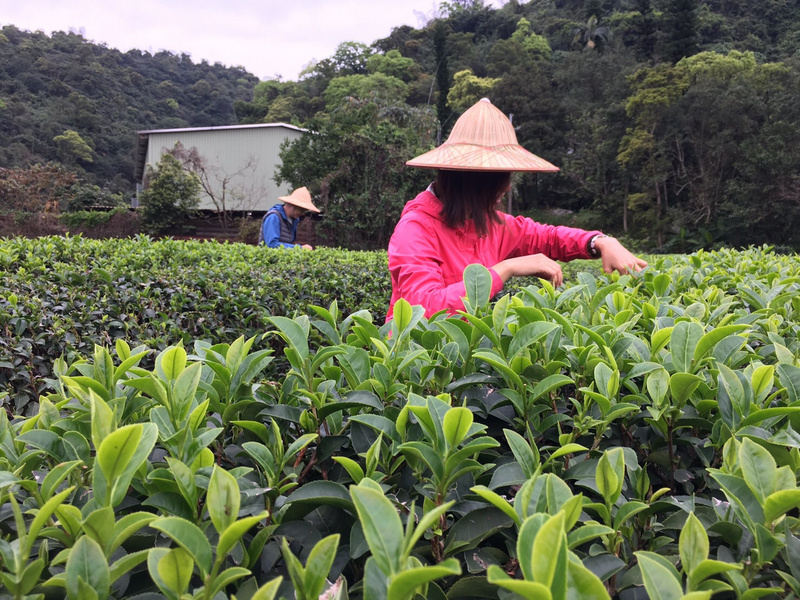 正福茶園_體驗採茶