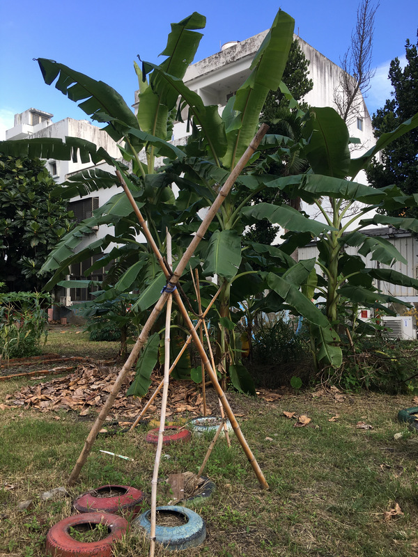 花蓮慈恩藝術村裡的香蕉圈
