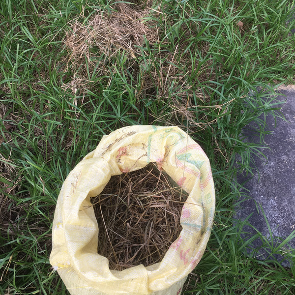 收集乾掉的雜草 收集乾掉的雜草