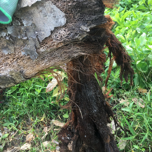 木瓜樹幹 木瓜樹幹