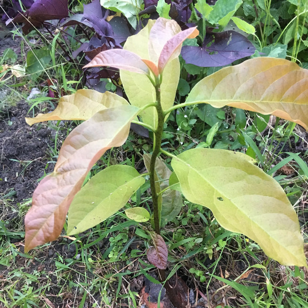 懶人堆肥坑生出的酪梨幼苗 懶人堆肥坑生出的酪梨幼苗